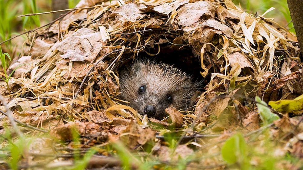 Igel in einer Schneewehe