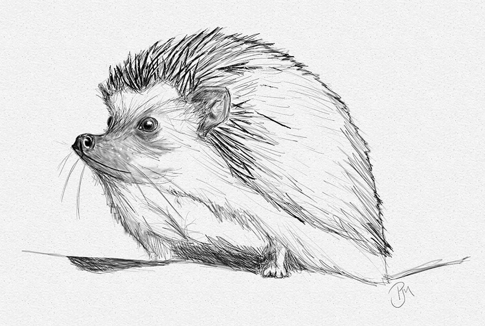 Igel zeichnen für Kinder