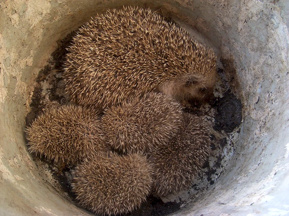 Igel Nora