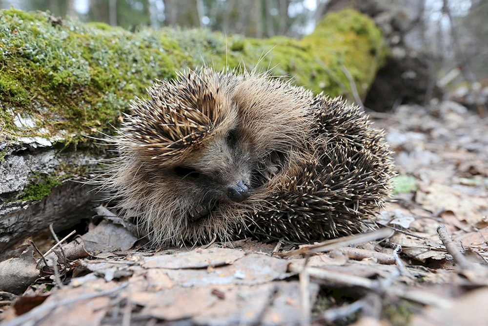 Igel im Winterwald