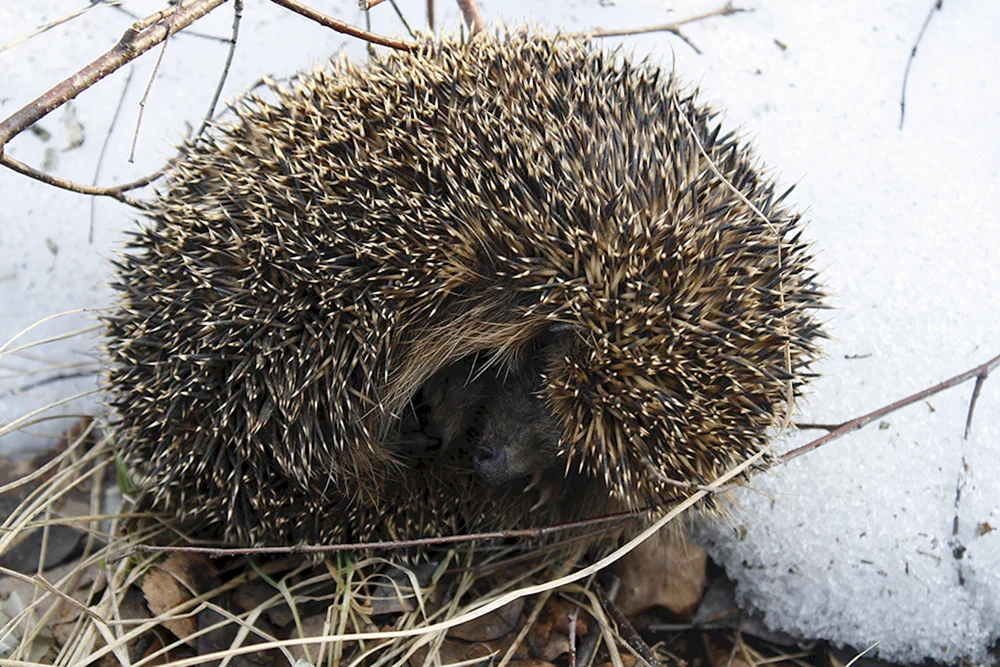 Igel im Winter