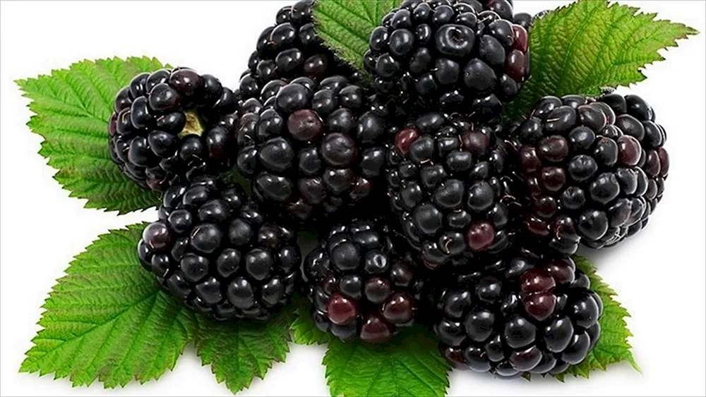 Malina und schwarze Himbeeren und Brombeer-Himbeer-Maulbeeren