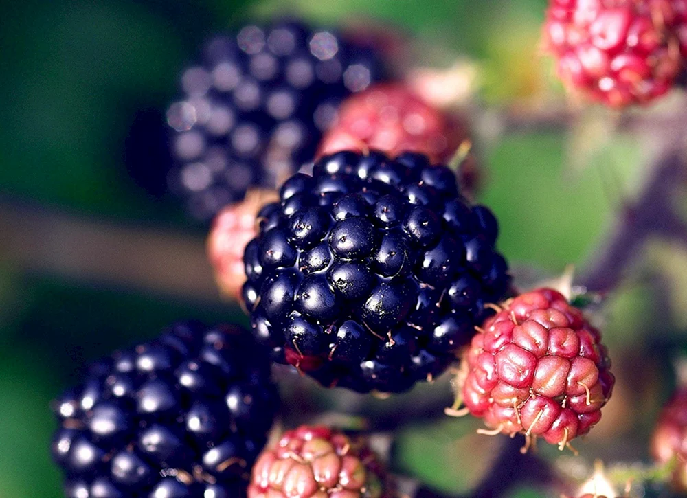 Himbeer-Himbeer-Heidelbeeren