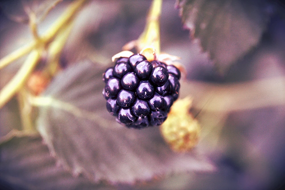 Himbeer-Himbeer-Brombeeren