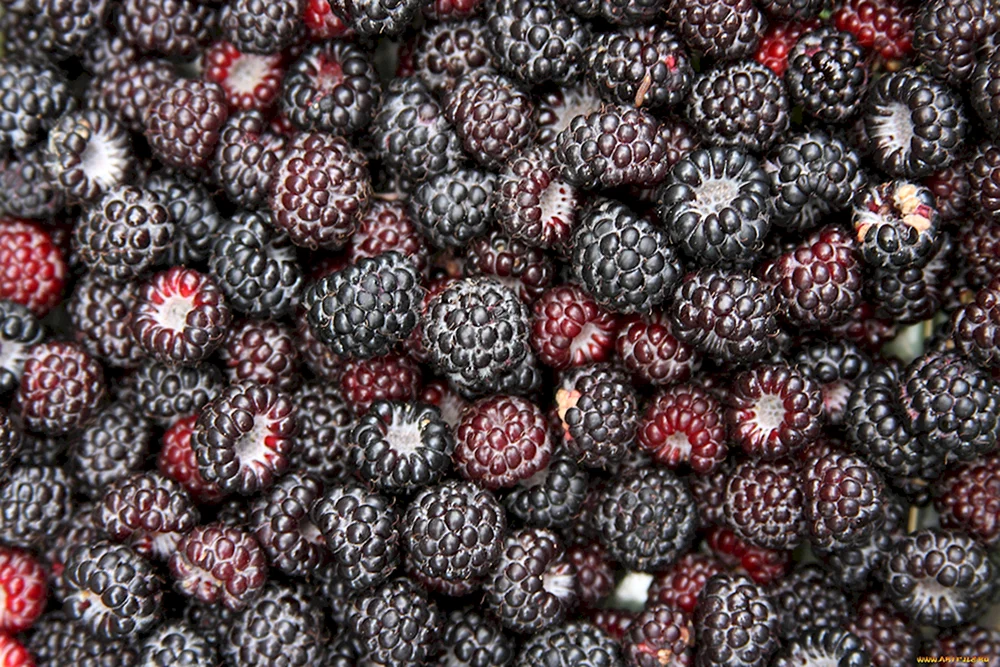 Himbeer-Brombeeren