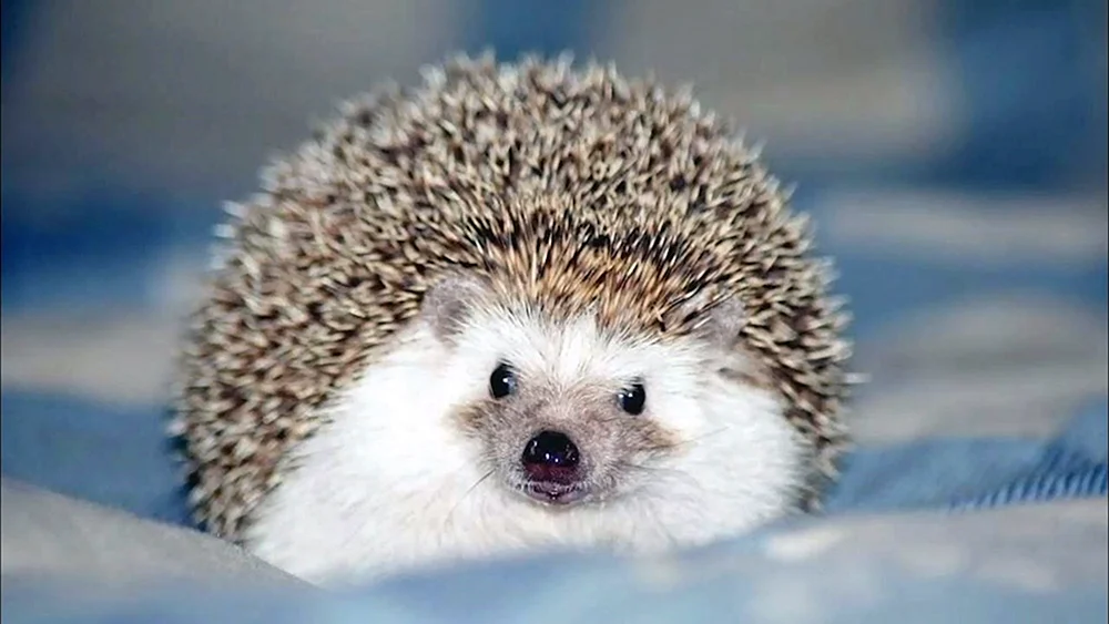 Igel im Wald im Winter