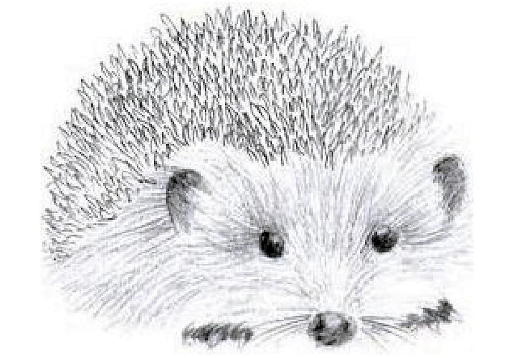 Igel Zeichnung. Zeichnung