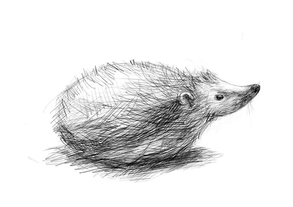 Igel Zeichnung