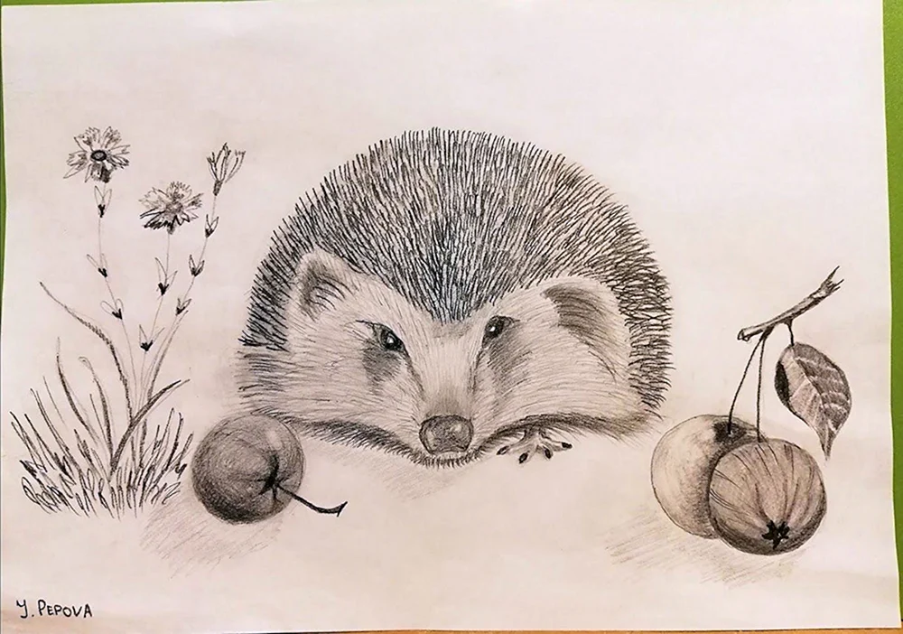 Igel zeichnen