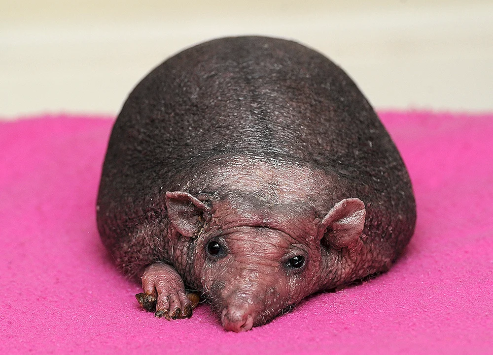 Igel Nelson