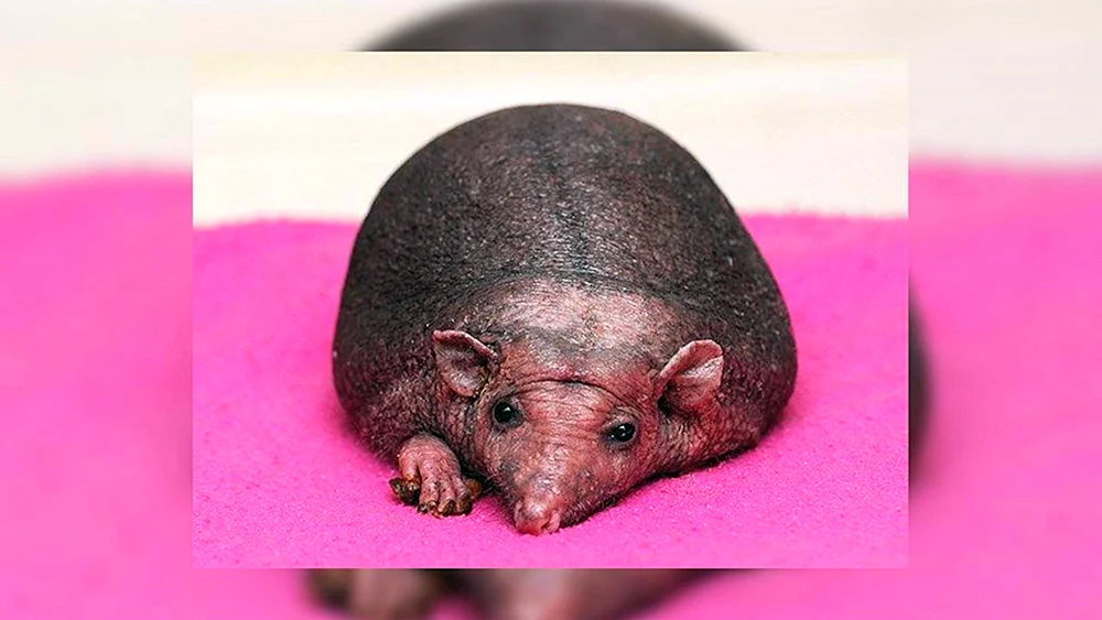 Hedgehog Nelson