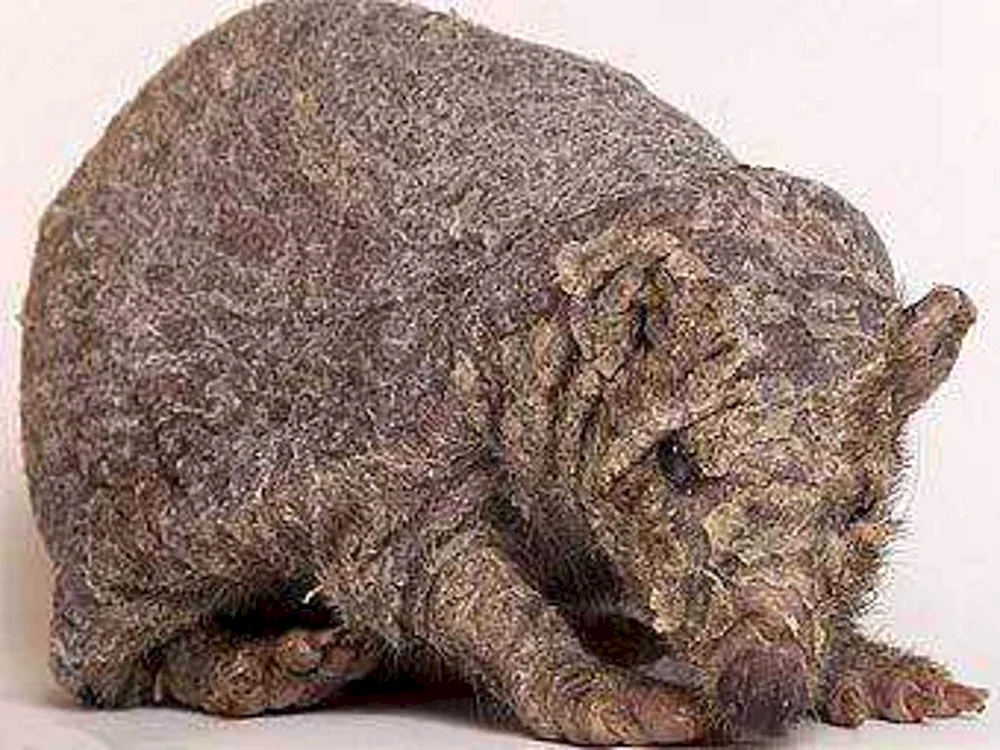 Igel Nelson