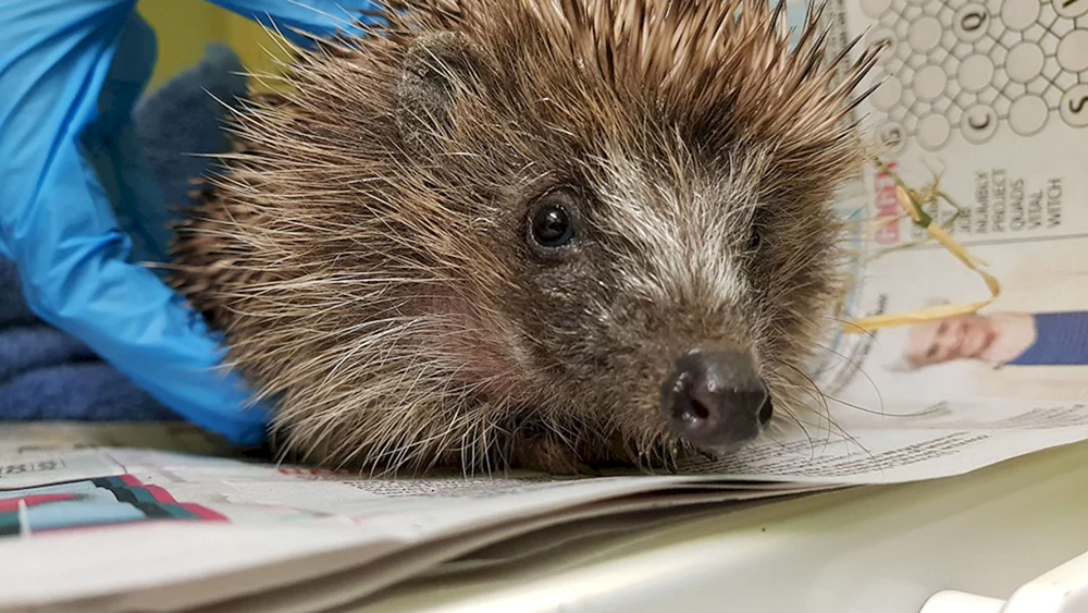 Nelson-Igel
