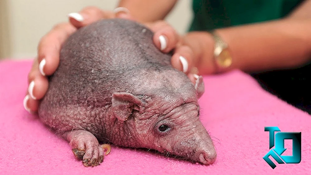 Igel Nelson