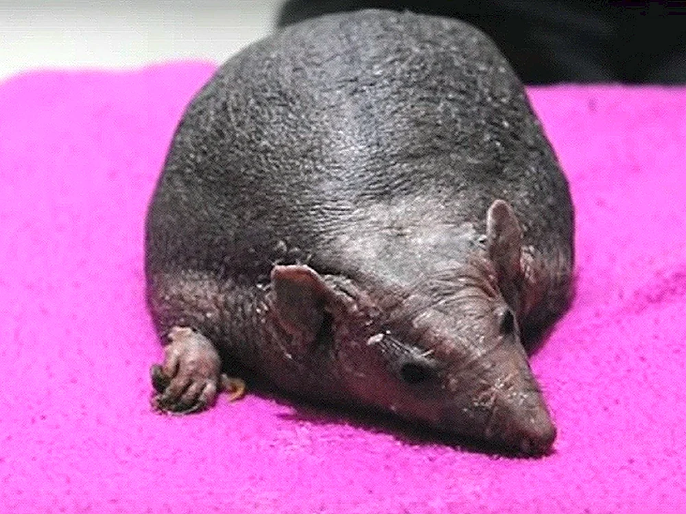 Igel Nelson