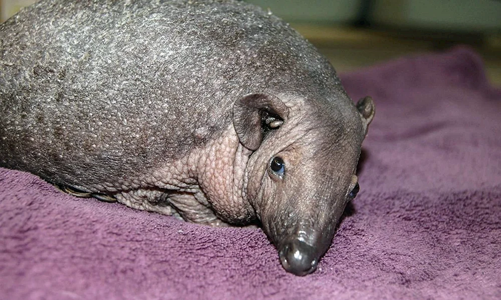 Igel. Nelson