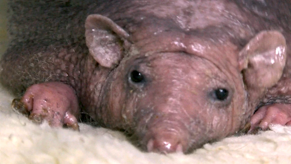 Igel Nelson