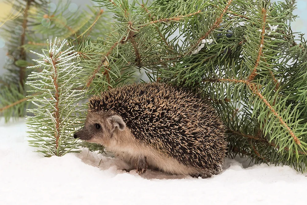 Igel unterm Weihnachtsbaum