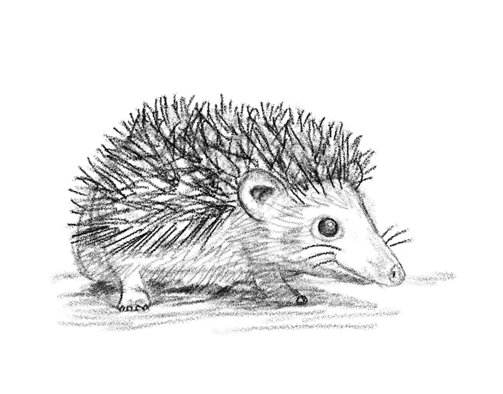 Igel zeichnen