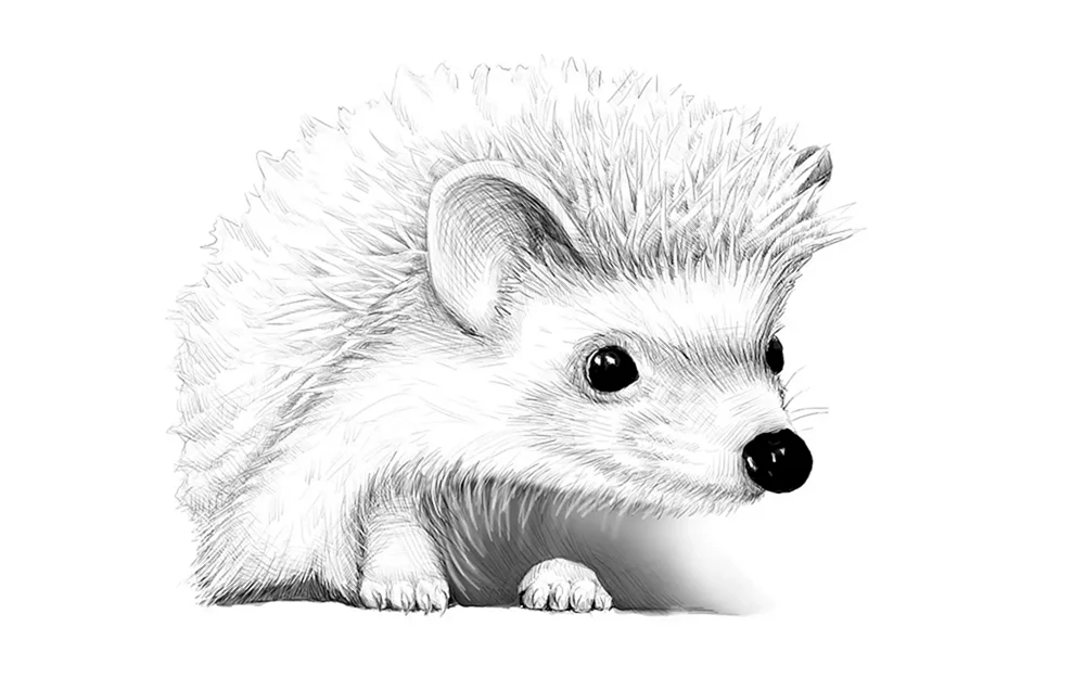 Igel Zeichnung