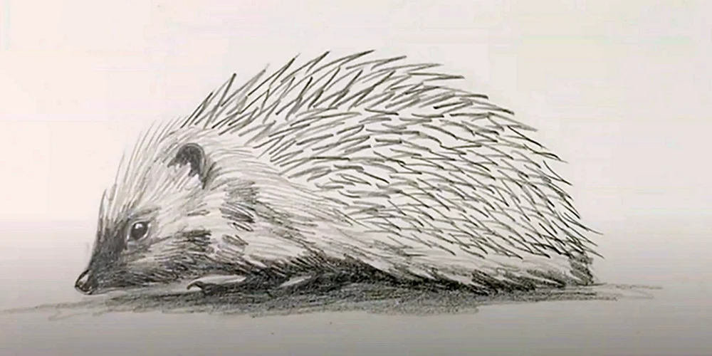 Igel Ausmalen