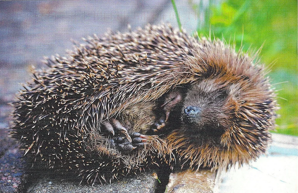 Igel im Winterschlaf