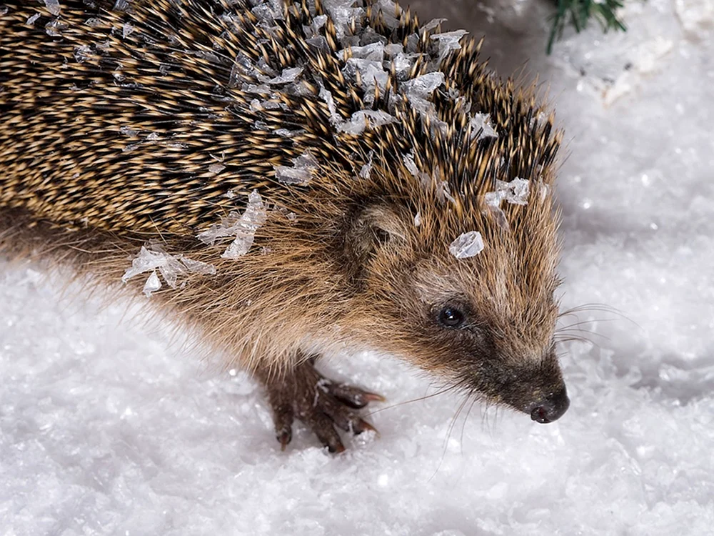 Igel Igel im Winterschlaf
