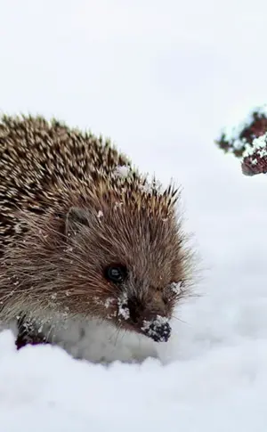 Igel im Schnee