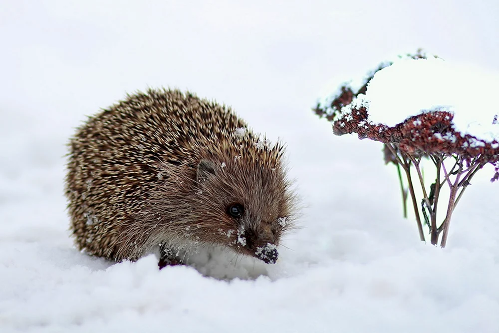 Igel im Schnee