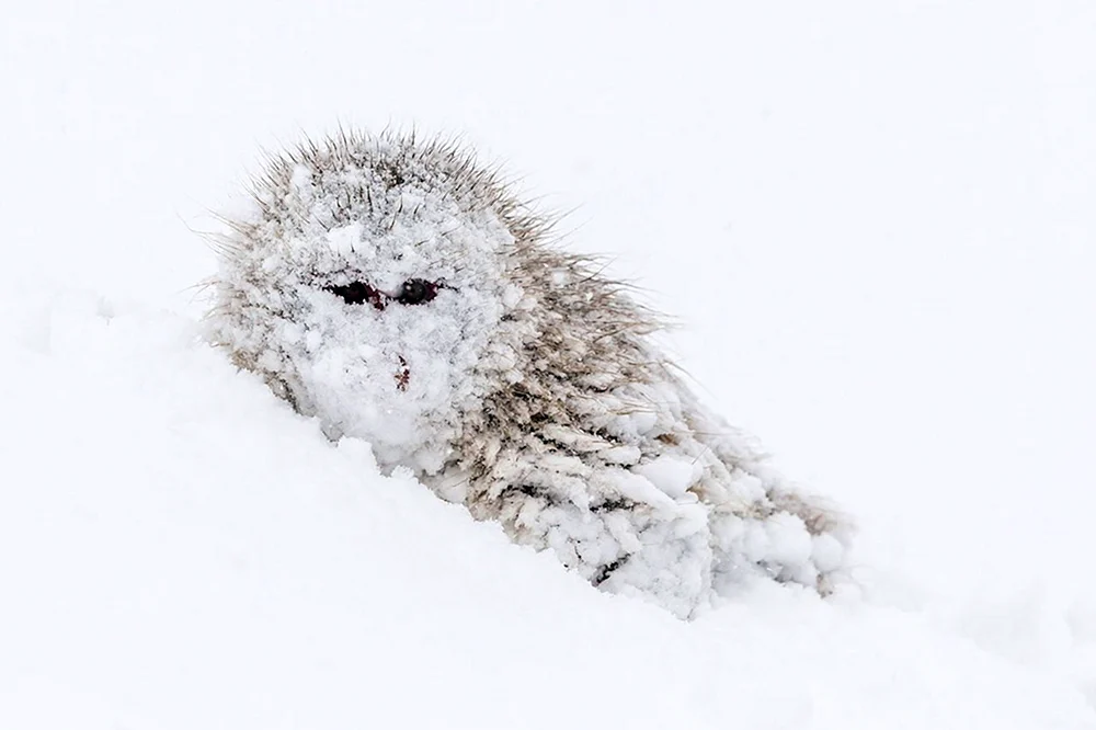 Eichhörnchen-Igel