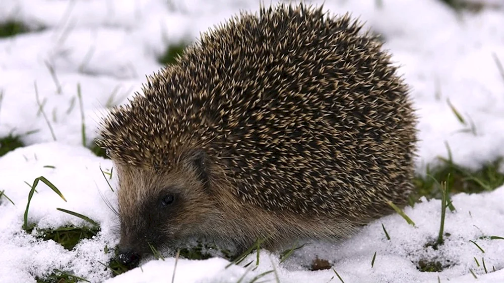 Zwerg-Igel