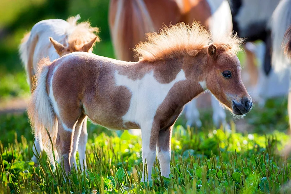 Shetlandpony mit Fohlen