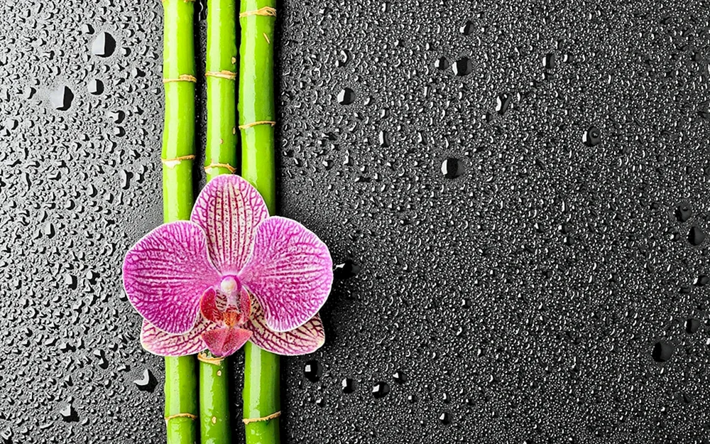 Phalaenopsis Bamboo Nensis