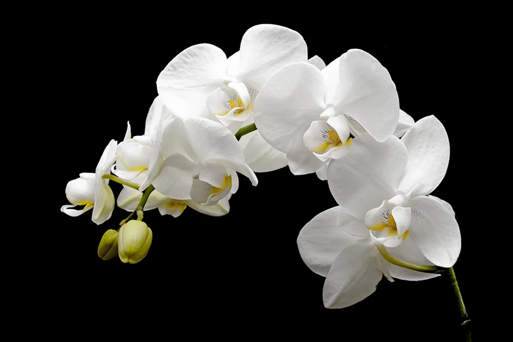 Phaenopsis weiß