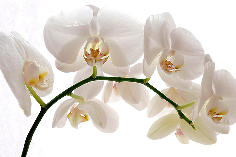Phalaenopsis White Dream
