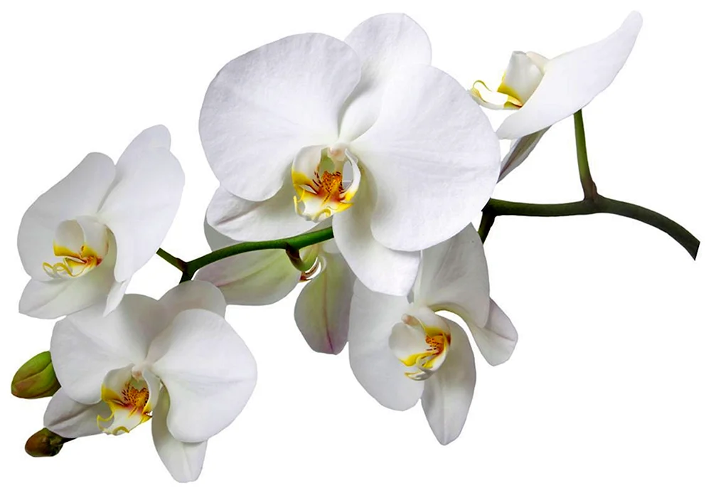 Phalaenopsis Limelight