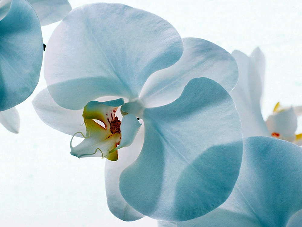 Orchid phalaenopsis weiß mit gelber Mitte