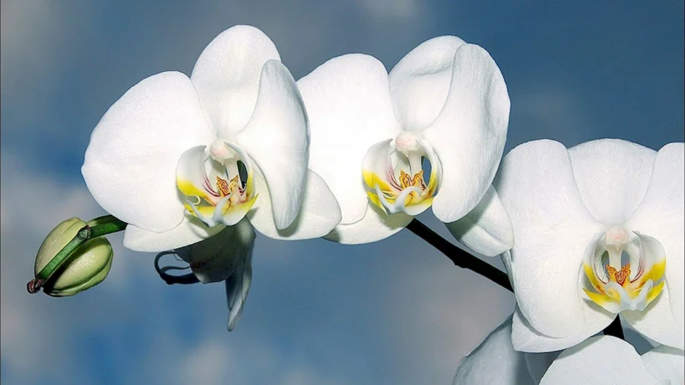 White Swan Orchid