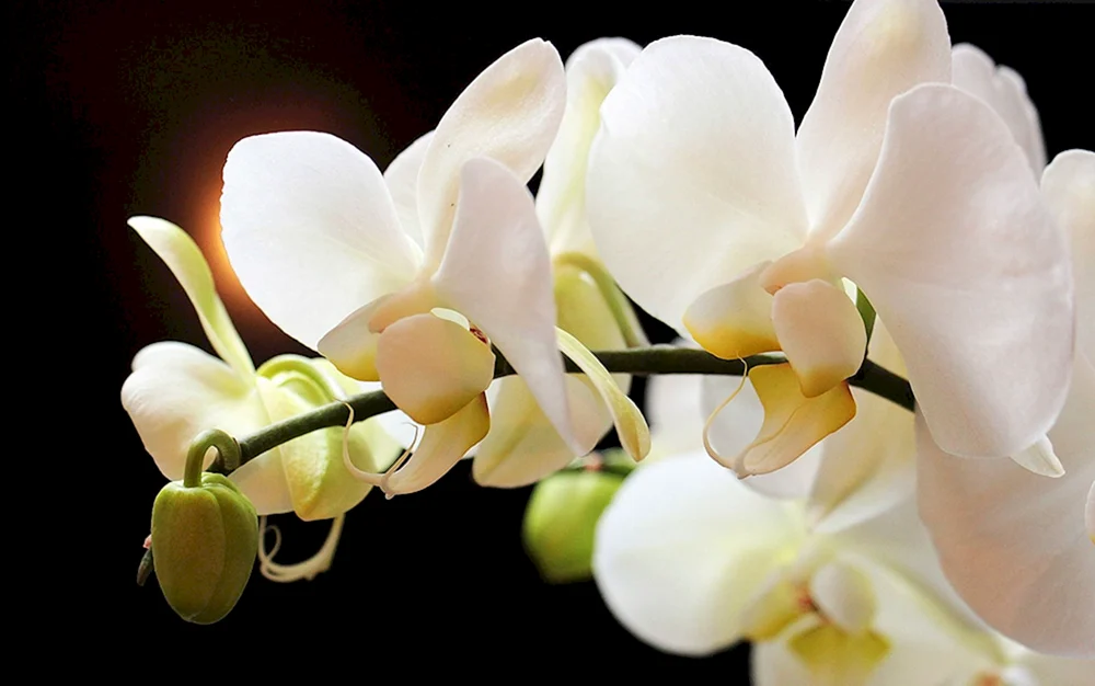 Orchid phalaenopsis vanilla