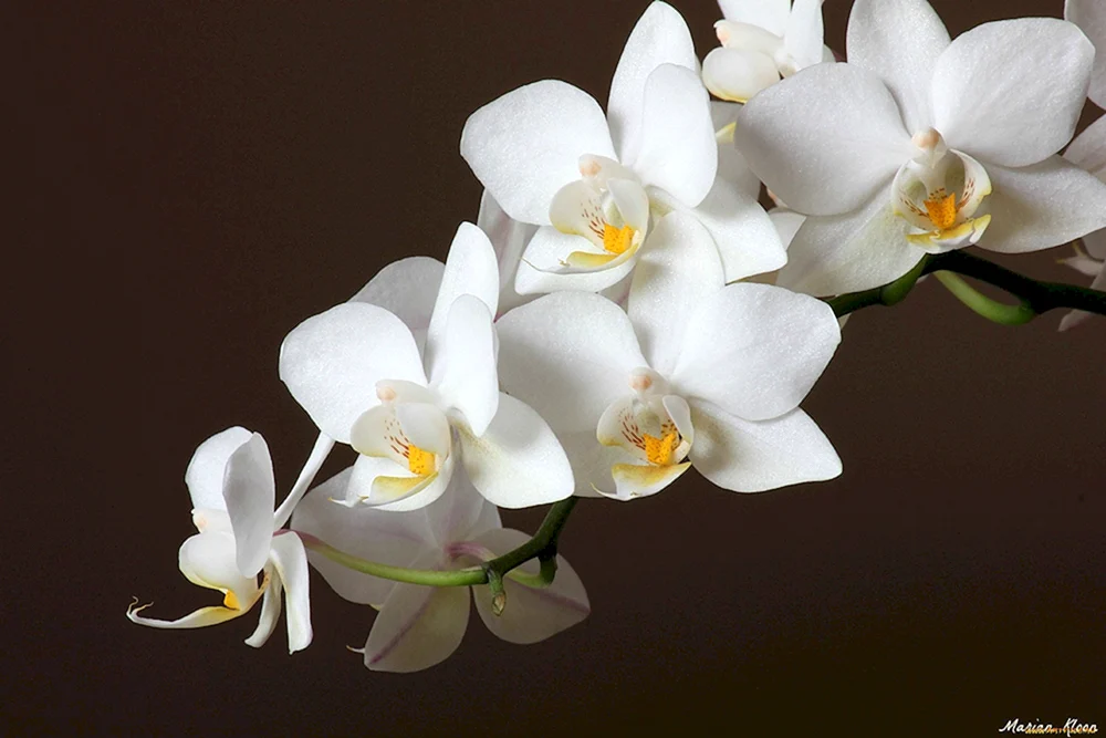 Orchidia phalaenopsis weiß