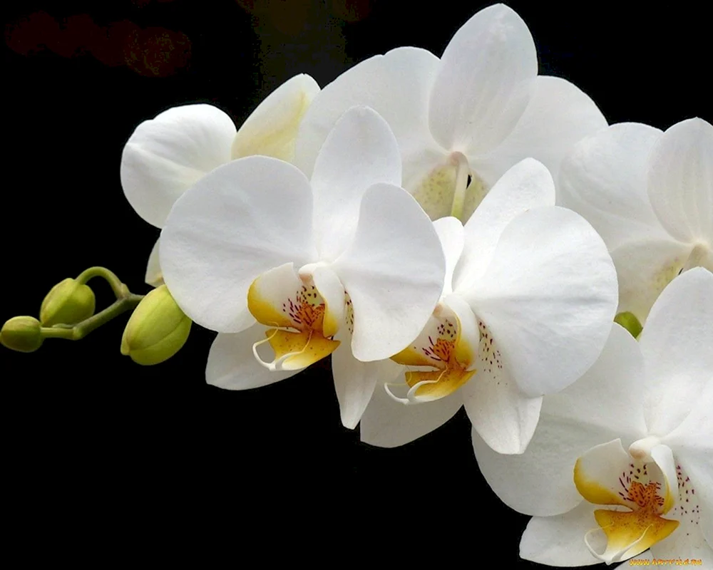 Phaenopsis White Dream
