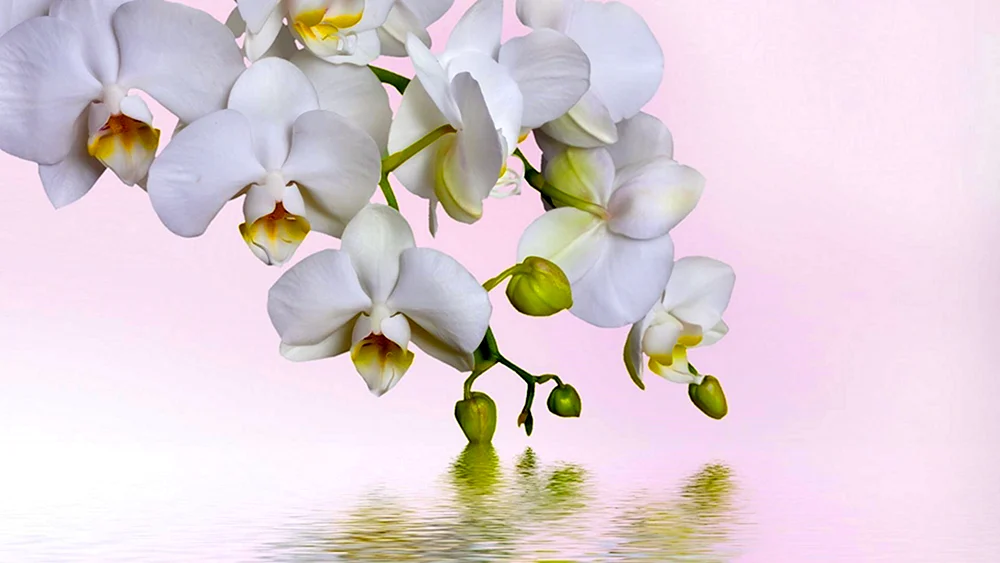 Phalaenopsis Diamante weiß