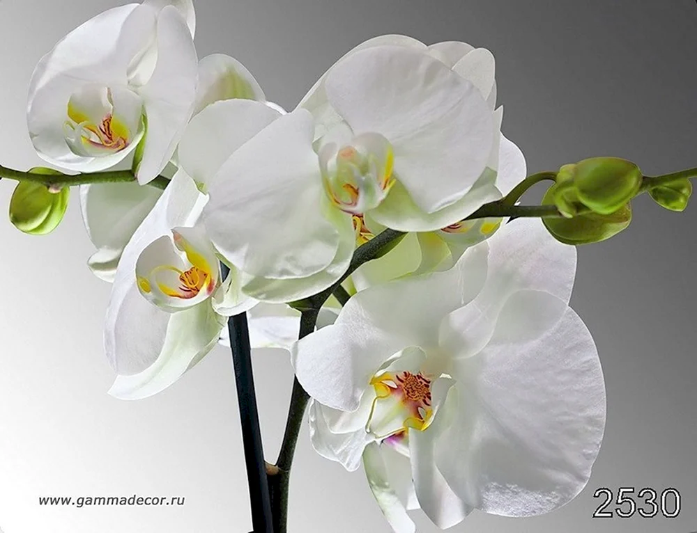 Orchid phalaenopsis white