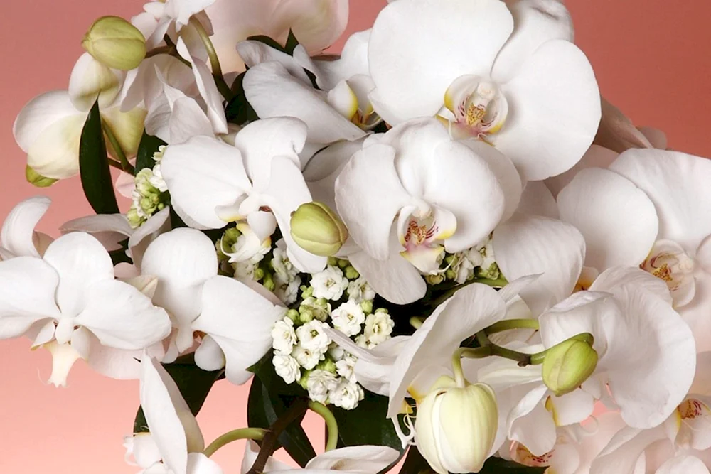 Phalaenopsis white