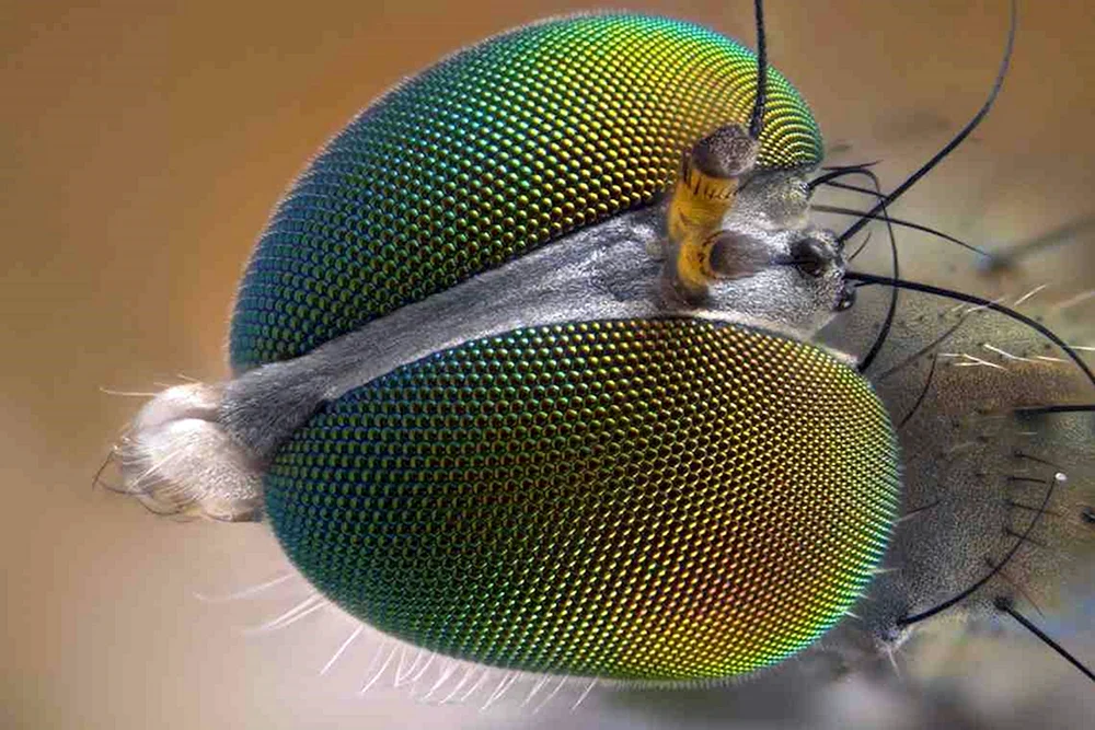 Facettenaugen von Fliegen