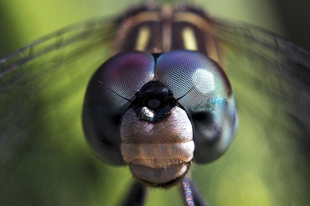 Facettierte Augen einer Fliege