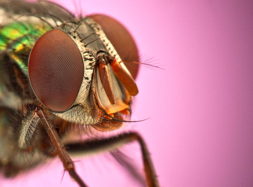 Facettenaugen von Fliegen