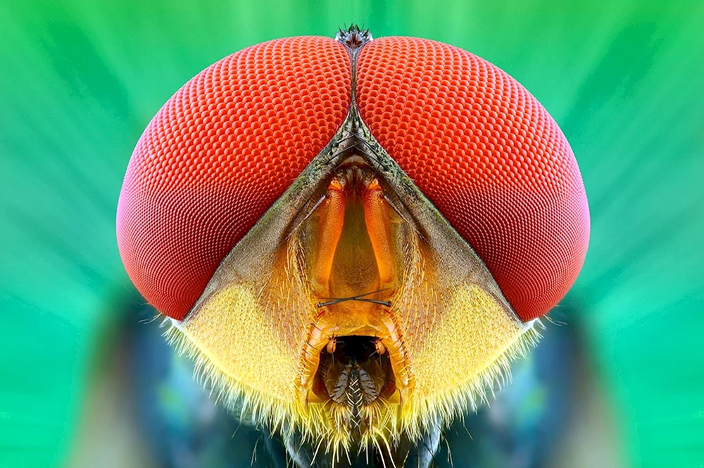 Facettenaugen von Insekten