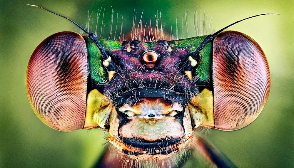 Facettenaugen von Insekten