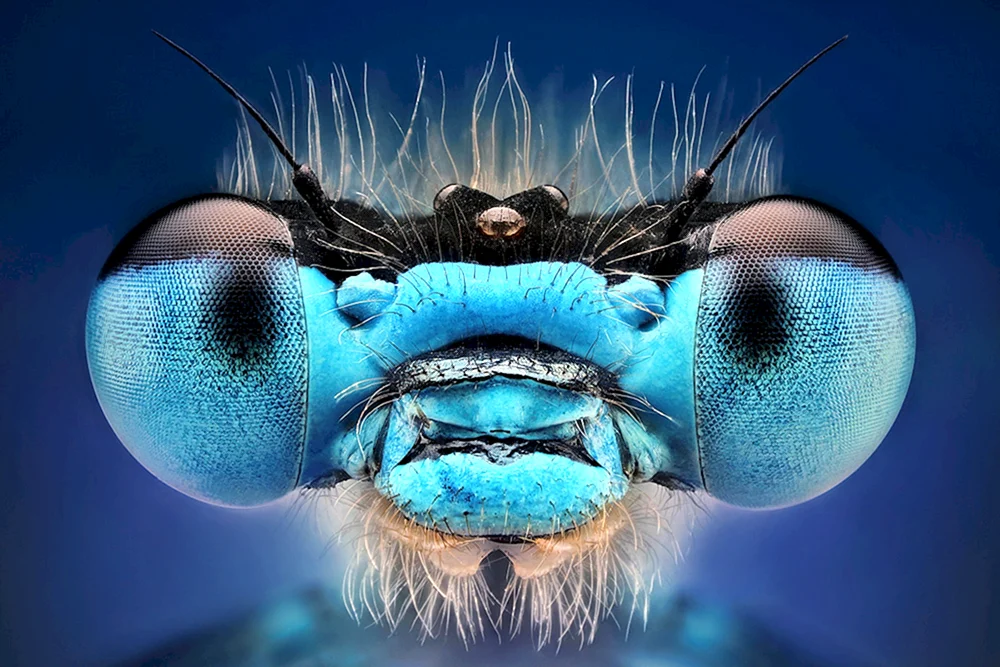 Die Facettenaugen einer Libelle.